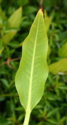Sagittaria platyphylla. Leaf-blade.
 Image: T.K. James © T.K. James 2020 All rights reserved